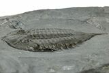 Dalmanites Trilobite Fossil - New York #308243-3